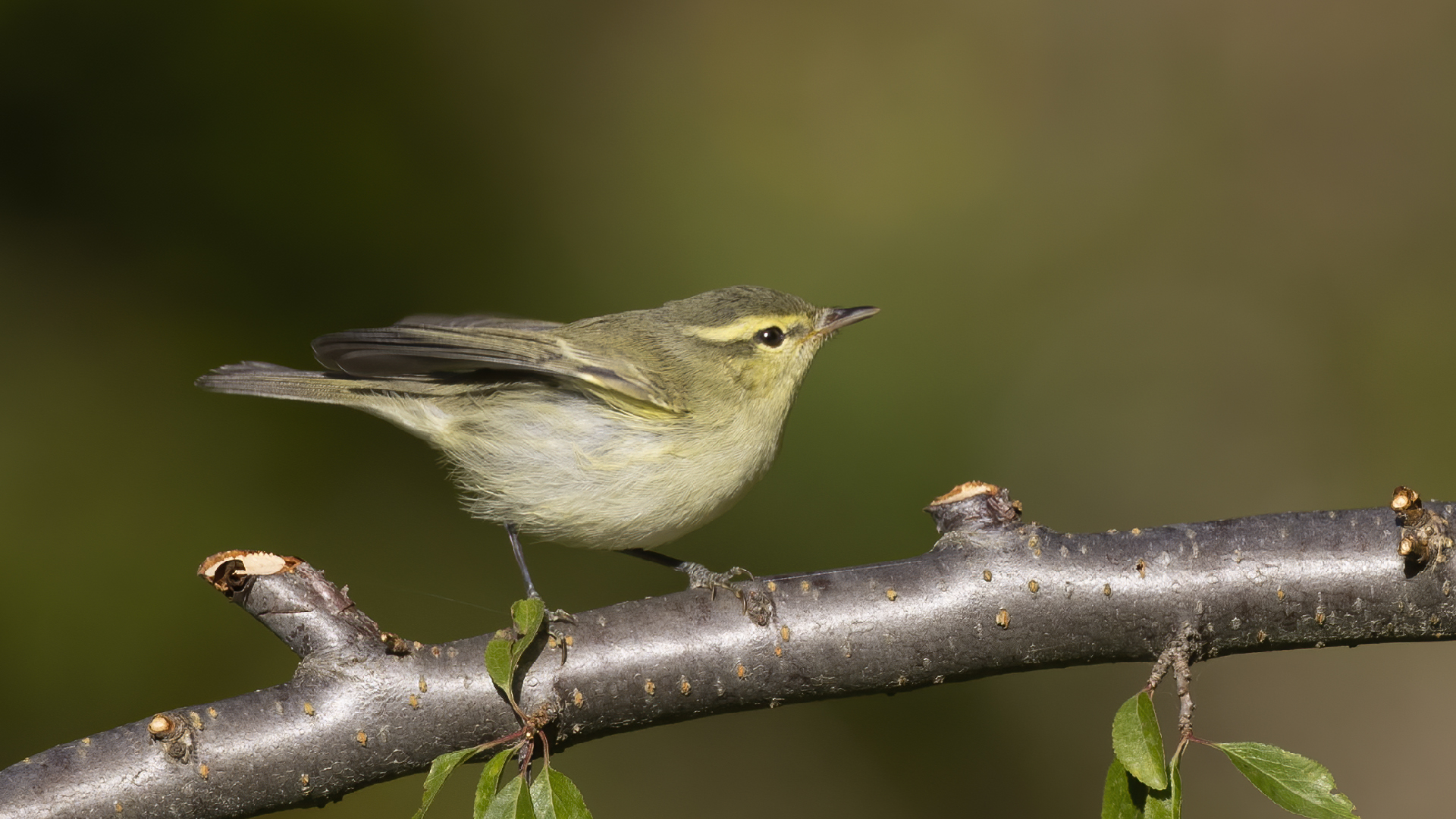 Green Warbler